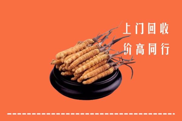 高价求购：文昌回收散虫草